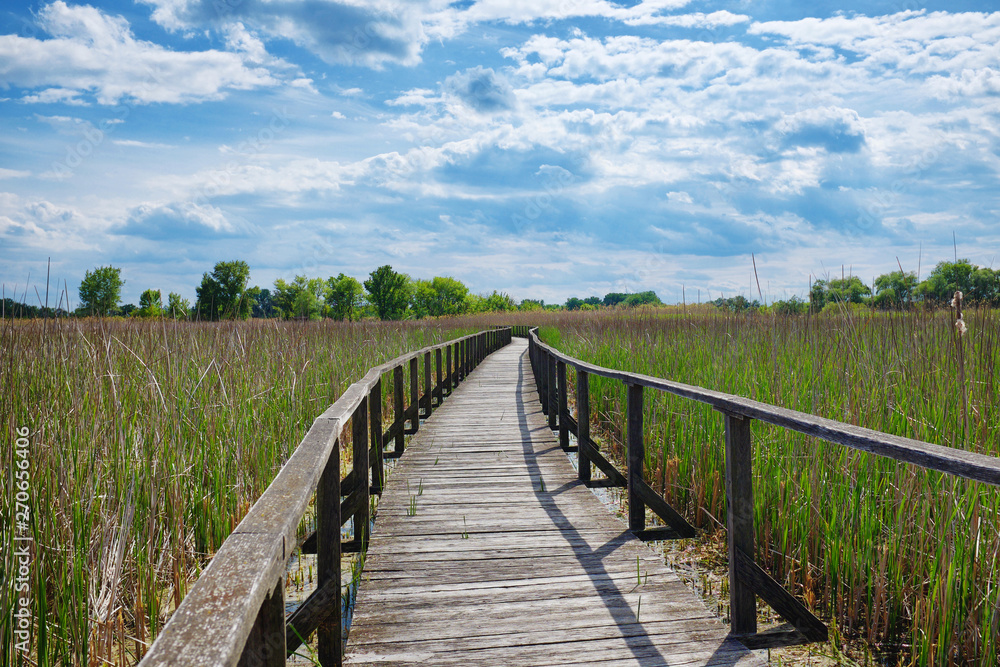 Wooden walkway in the reed at Tisza lake in Hungary