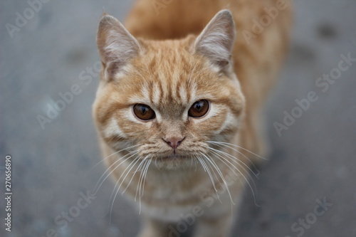 red cat © Anastasia