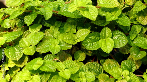 Green Leaves And Fresh Plant In The Garden Wallpaper And Background