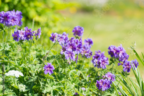 blue flowers in the garden