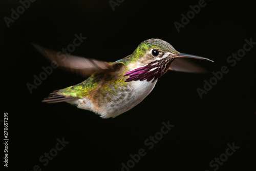 Calliope Hummingbird in Flight photo