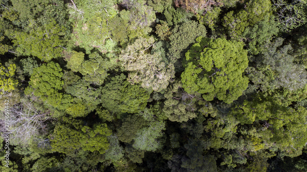scenary rain forest from aerial