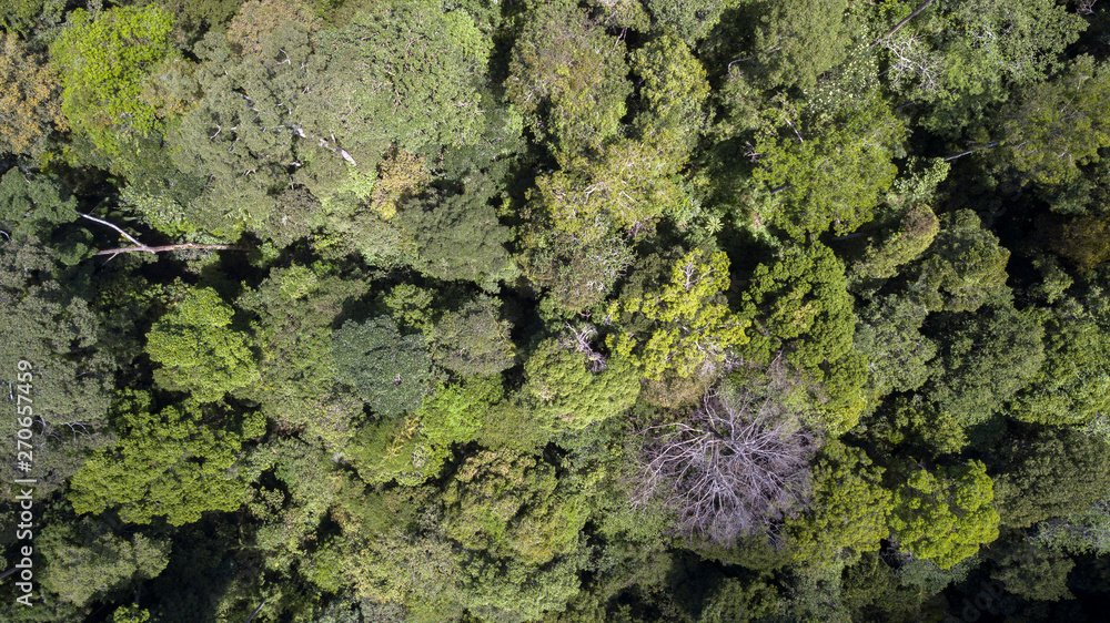 scenary rain forest from aerial scenary rain forest from aerial