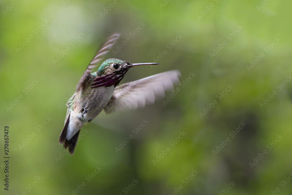 Fototapeta premium Calliope Hummingbird in Flight