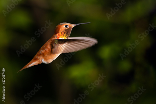 Rufous Hummingbird in Flight
