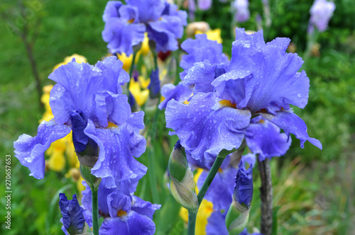In the flower garden blooming irises