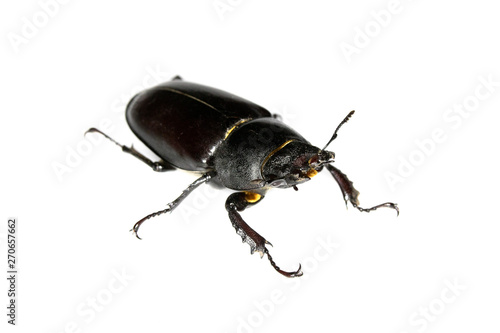 Female Stag Beetle Insect On White Background Close Up