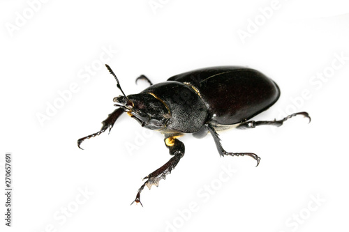 Female Stag Beetle Insect On White Background Close Up