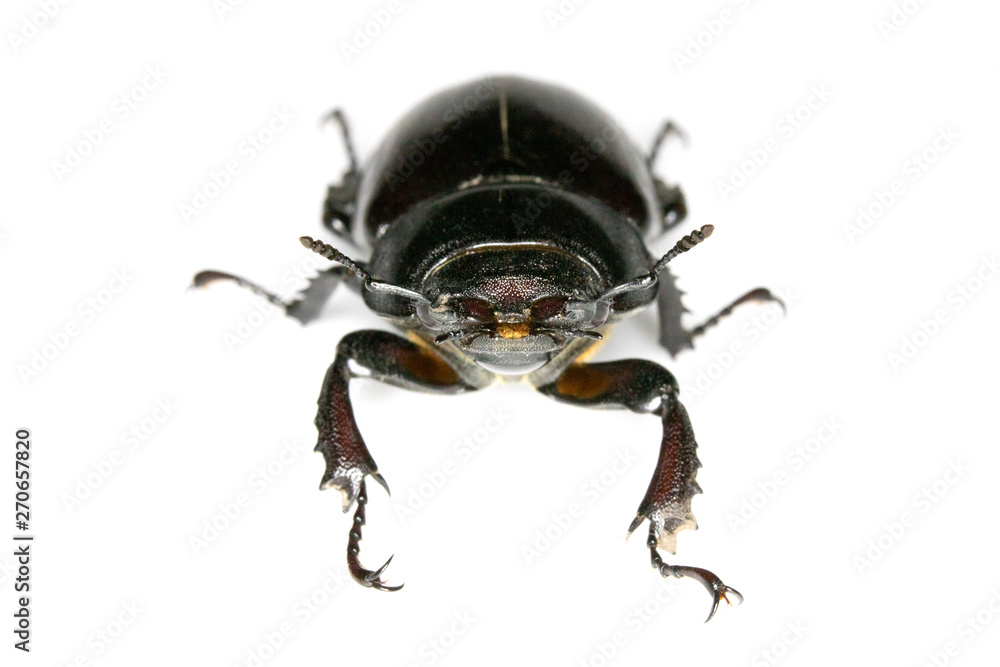Naklejka premium Female Stag Beetle Insect On White Background Close Up