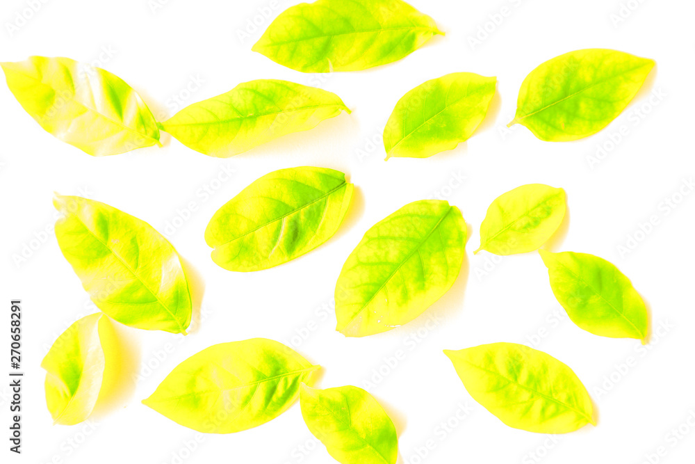 Beautiful texture abstract green and yellow leaves of tree isolated on white background pattern and wallpaper Beautiful texture abstract green and yellow leaves of tree isolated on white background pattern and wallpaper