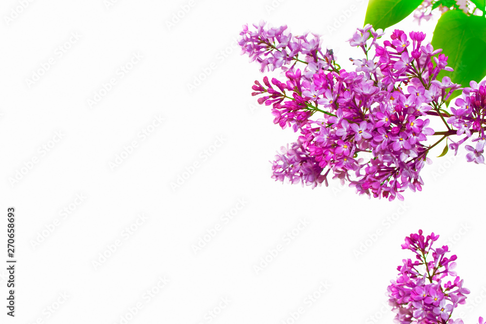 Fototapeta premium spring flowers lilac