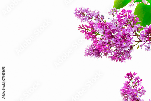 Fototapeta Naklejka Na Ścianę i Meble -  spring flowers lilac