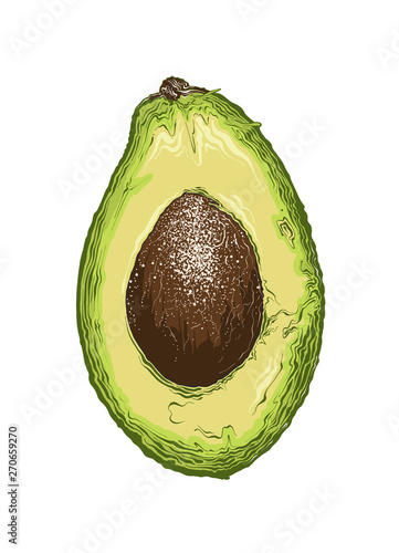 Hand drawn sketch of half avocado in color. Isolated on white background. Drawing for posters, decoration and print. Vector illustration