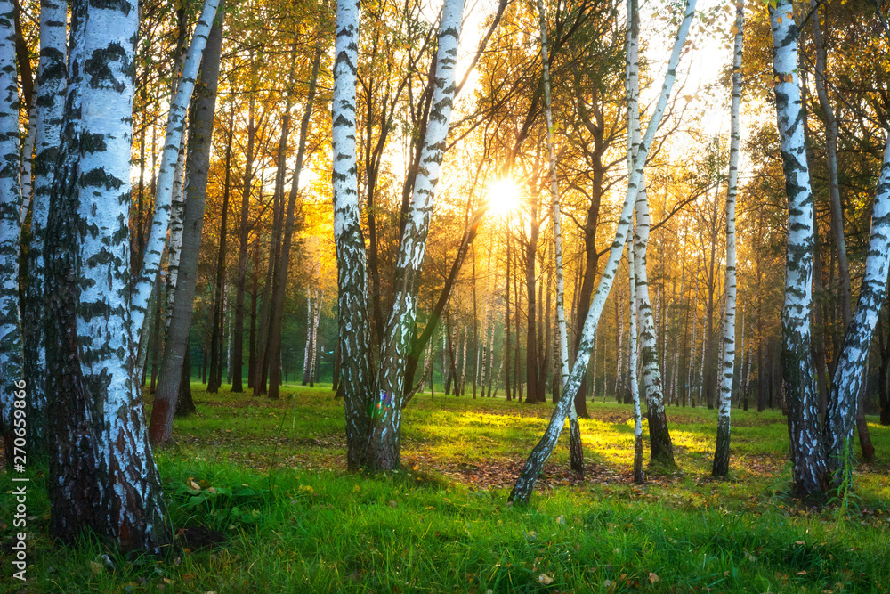 Autumn nature landscape. Autumn forest. Birch trees in sunlight. Sunny evening in birch forest