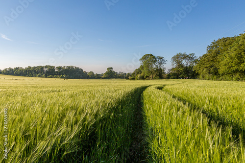 A field of green wheat on a sunny spring evening
