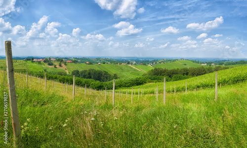 Vineyards and green landscape of Medjimurje region view from hill  northern Croatia