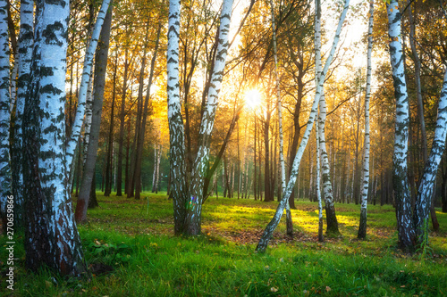 Obraz na płótnie Autumn nature landscape. Autumn forest. Birch trees in sunlight. Sunny evening in birch forest w salonie