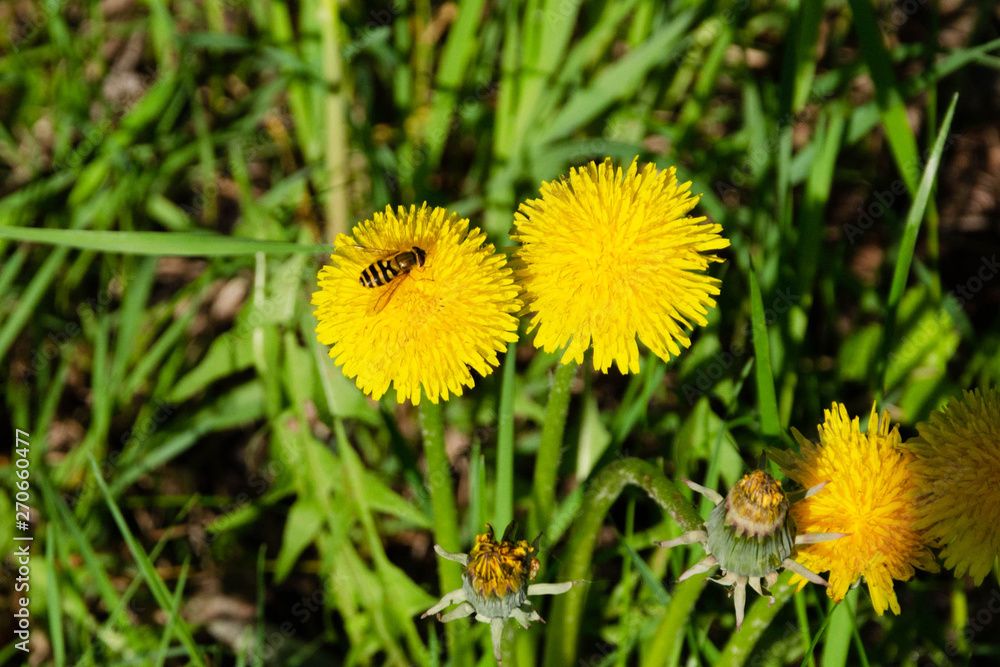 bee collects nectar on a yellow dandelion flowers bee collects nectar on a yellow dandelion flowers