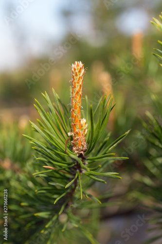 Pine branch in spring closeup