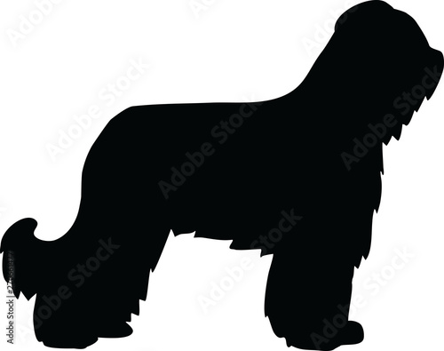 Obraz na plátně Briard silhouette