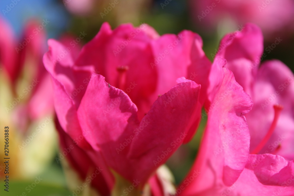 Bright pink rhododendron flowers blooming in the spring sunshine Bright pink rhododendron flowers blooming in the spring sunshine