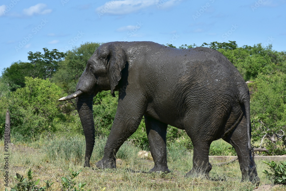Obraz premium gigantic male elephant covered by mud going from waterhole,african landscape