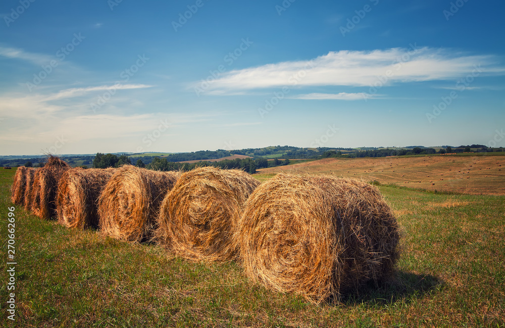 Hayfield. Hay harvesting Sunny autumn landscape. rolls of fresh dry hay in the fields. tractor collects mown grass. fields of yellow mown grass against a blue sky. Hayfield. Hay harvesting Sunny autumn landscape. rolls of fresh dry hay in the fields. tractor collects mown grass. fields of yellow mown grass against a blue sky.