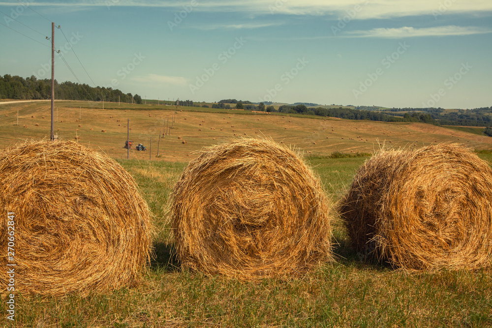 Hayfield. Hay harvesting Sunny autumn landscape. rolls of fresh dry hay in the fields. tractor collects mown grass. fields of yellow mown grass against a blue sky.