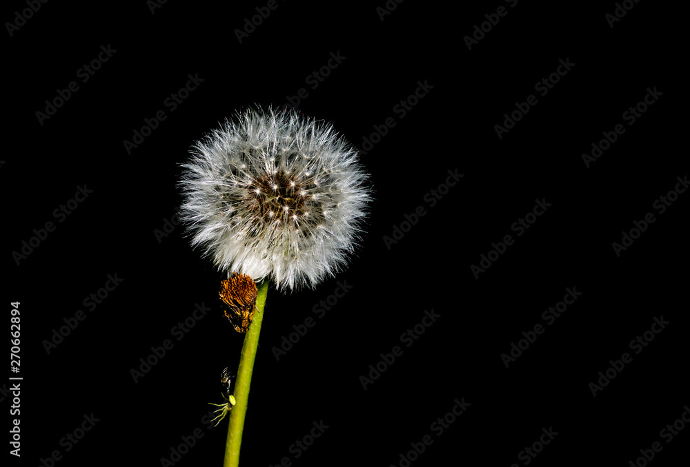 Lonely dandelion after blossom on black background