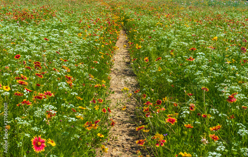 Wildflower Trail 