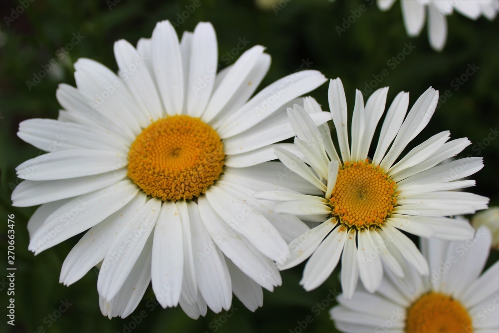 Full bloom Shasta daisies in mid summer - close up view Full bloom Shasta daisies in mid summer - close up view