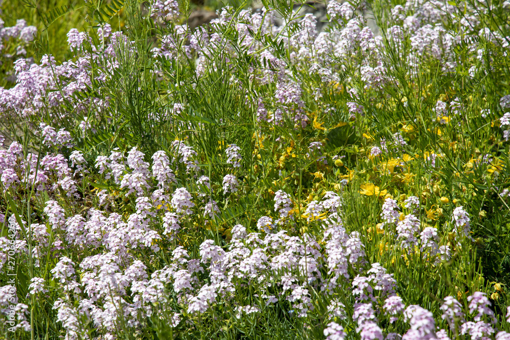Blumenwiese mit Abruzzen Grasnelken - Armeria majellensis Blumenwiese mit Abruzzen Grasnelken - Armeria majellensis