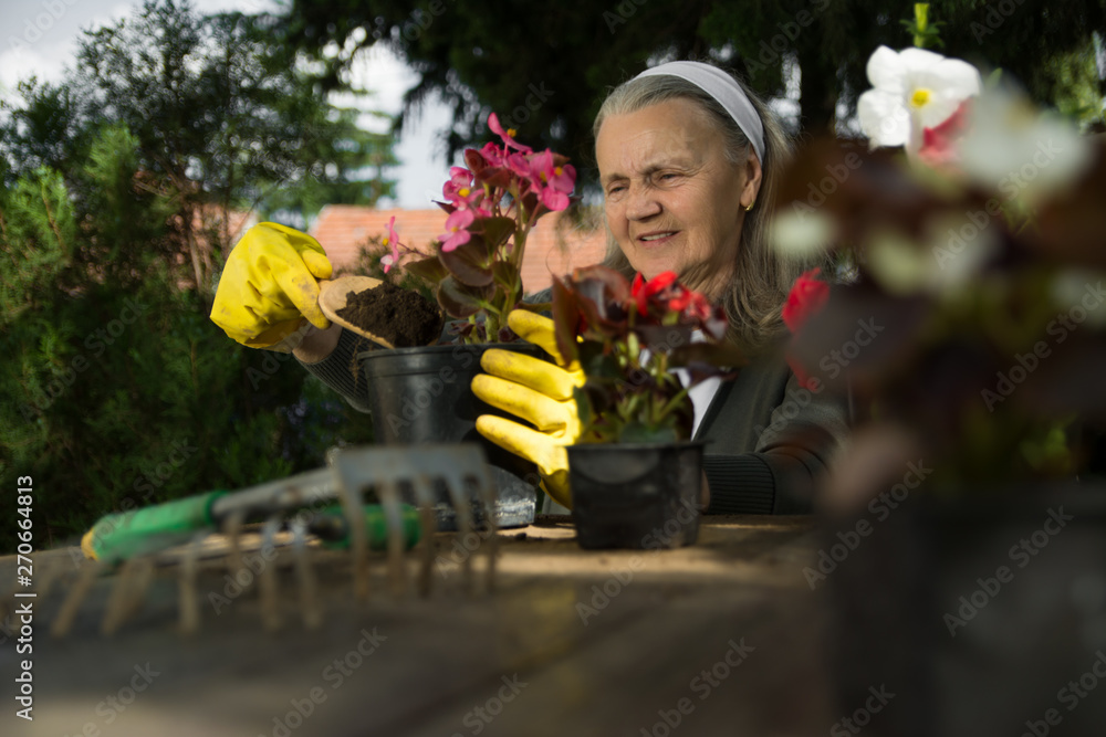 Fototapeta premium Happy mature woman gardening and smiling