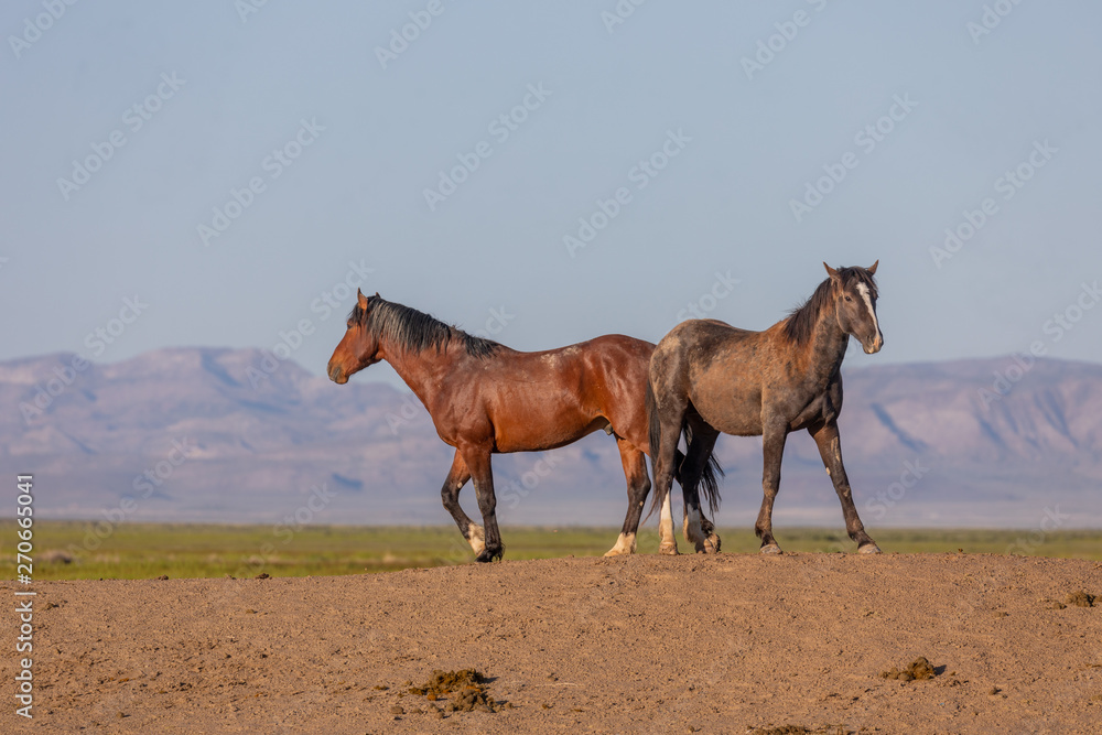 Wild Horses in Spring in the Utah Desert Wild Horses in Spring in the Utah Desert