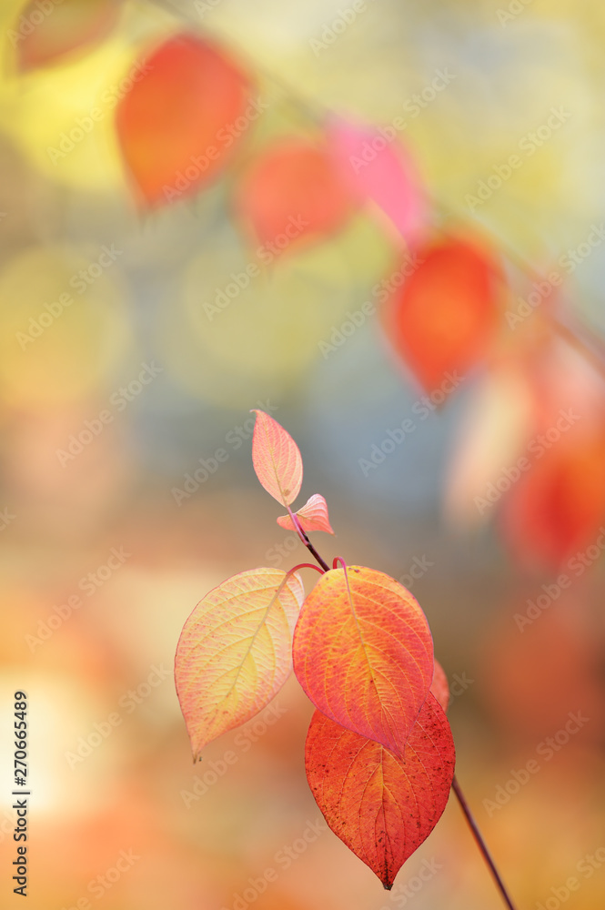 Siberian dogwood (Cornus alba) leaves in autumn colors. Selective focus and shallow depth of field.