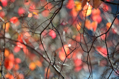 Leafless bush branches against defocused autumn colored leaves. Shallow depth of field.