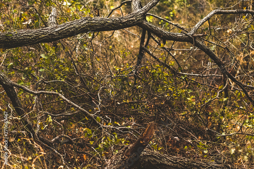 Tangled Branches