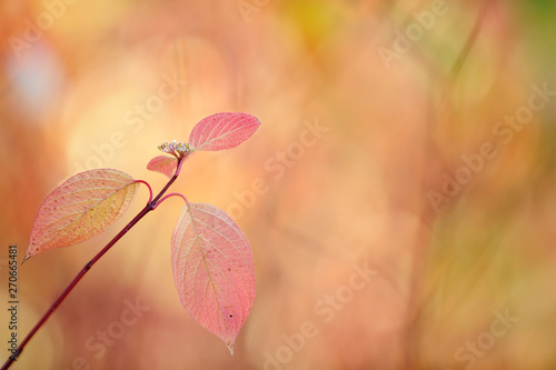 Siberian dogwood (Cornus alba) leaves in autumn colors. Selective focus and shallow depth of field. © ekim