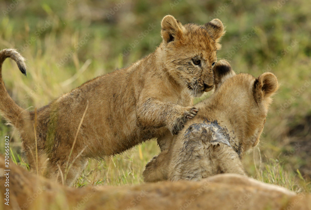 Obraz premium Lion cubs playing in Savannah in the evening hours at Masai Mara, Kenya