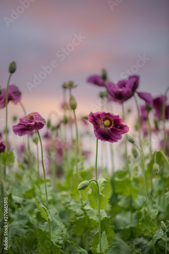 Purple poppy field in the rain © AurraMinna