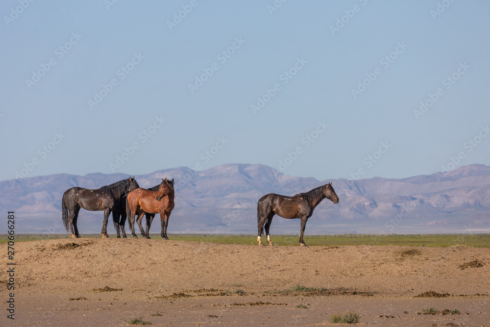 Wild Horses in Spring in the Utah Desert Wild Horses in Spring in the Utah Desert