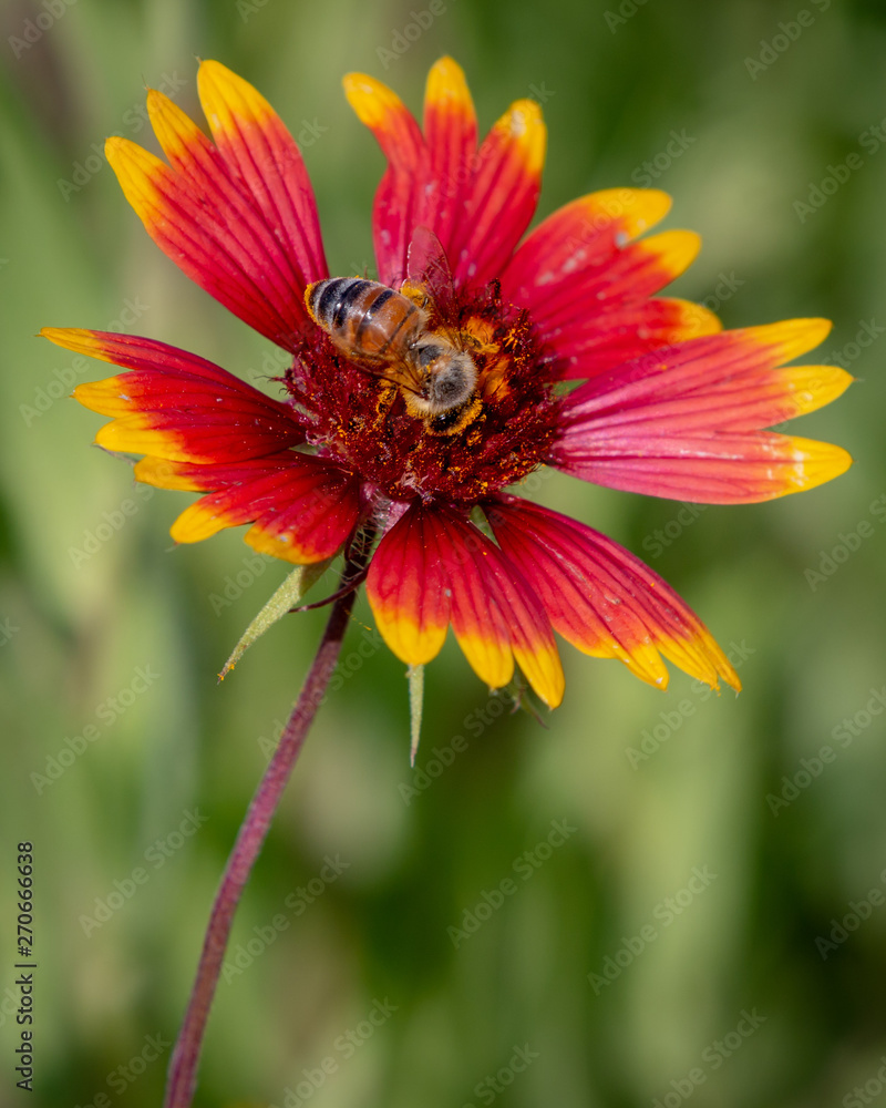 Honey Bee on an Indian Blanket Flower Honey Bee on an Indian Blanket Flower