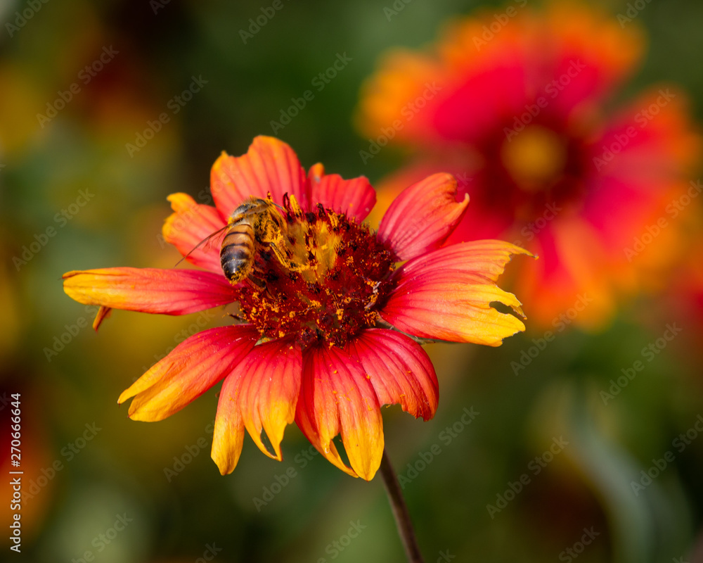 bee on a flower bee on a flower