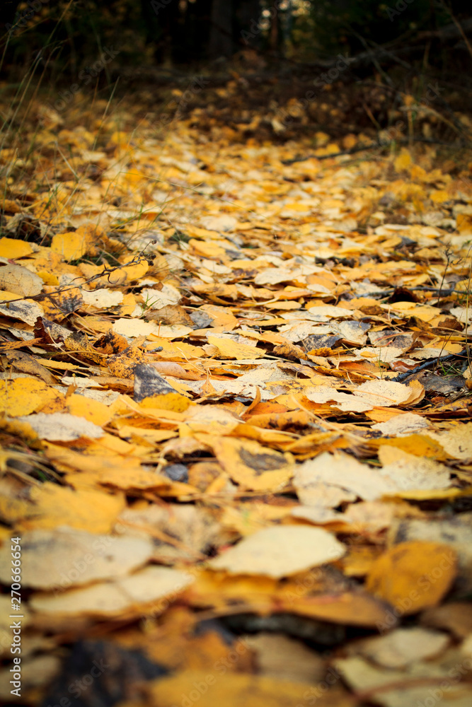 Autumn Path Autumn Path