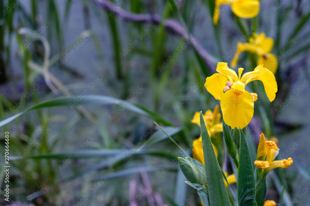 Flower of yellow iris iris pseudacorus Summer Flower of yellow iris iris pseudacorus Summer