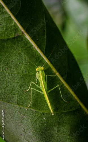 Grasshopper at green leaf, Close up shot