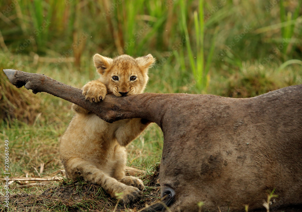 Obraz premium Lion cub trying to take a bite of Wildebeests carcass, Masai Mara, Kenya