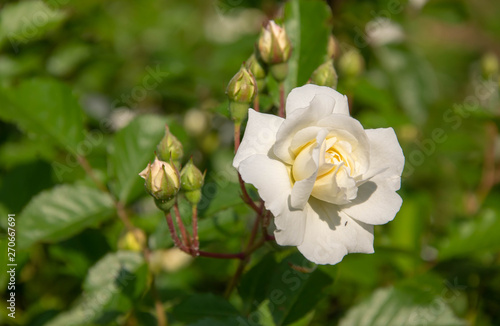 yellow rose and buds in garden 