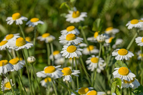 Bloom. Chamomile. Blooming chamomile field, chamomile flowers on meadow in summer, selective focus, blur. Beautiful nature scene with blooming medical daisies on sun day. Beautiful meadow background