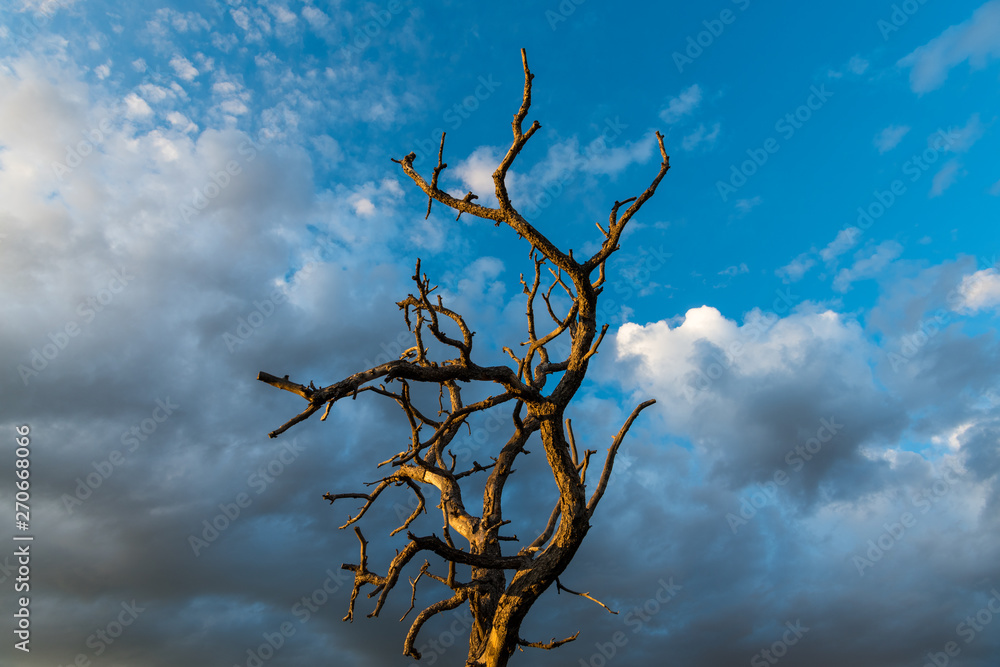 Obraz premium The bare branches of a dead tree contrasted against beautiful sky of dramatic clouds at dusk - Sangre de Cristo Mountains near Santa Fe, New Mexico